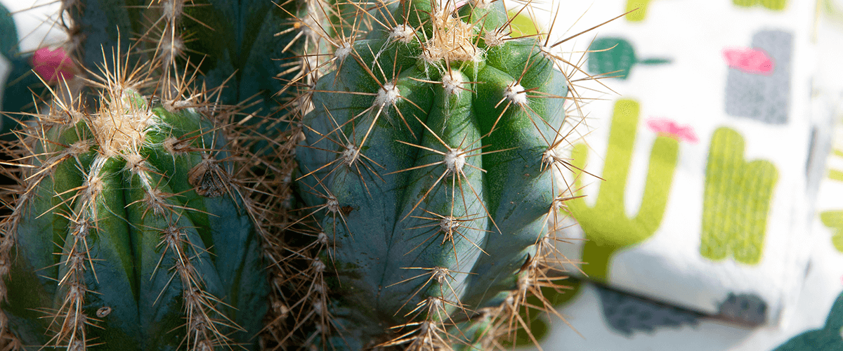Cactus antorcha peruana 